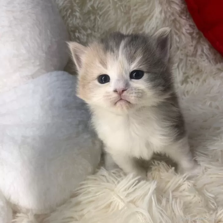 ID:2501-00930の子猫