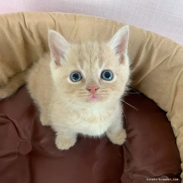 M.T 様のお迎えした子猫