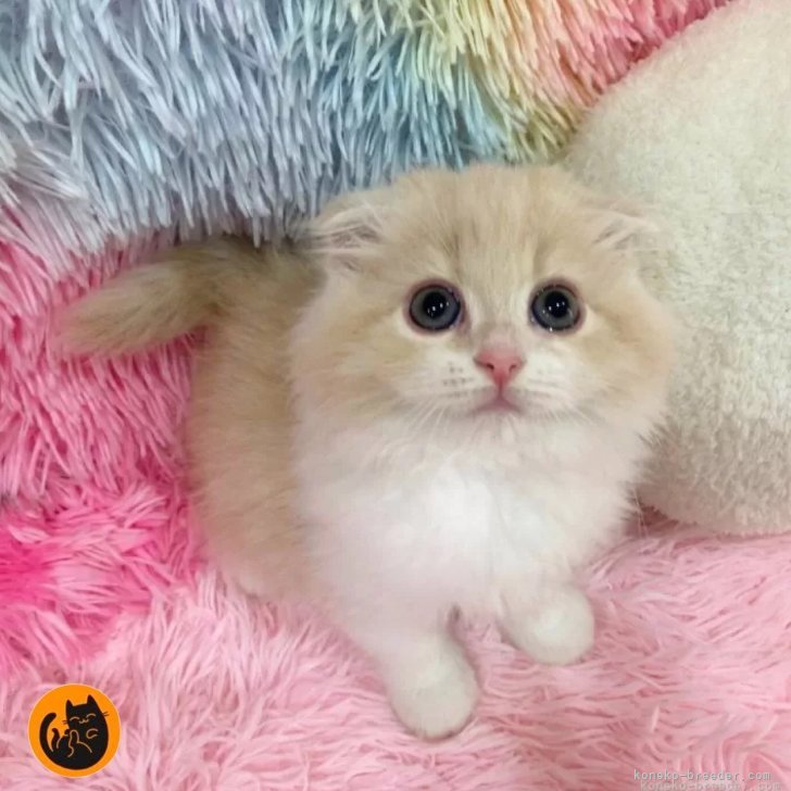すこまま 様のお迎えした子猫