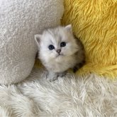 ペルシャ