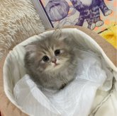 マンチカン