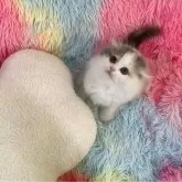 スコティッシュフォールド(折れ耳)