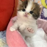 スコティッシュフォールド(立ち耳)