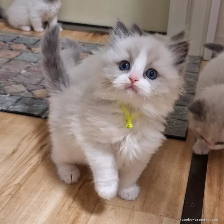 ID:2401-01216の子猫