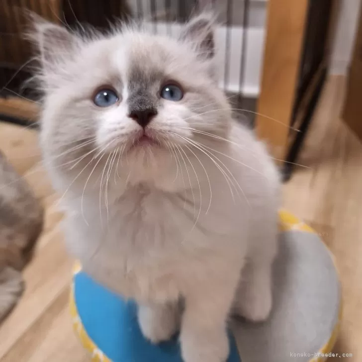 ID:2411-00353の子猫