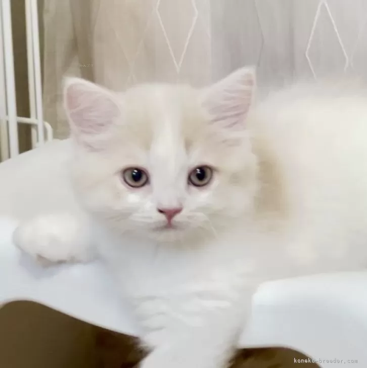 ID:2408-01809の子猫
