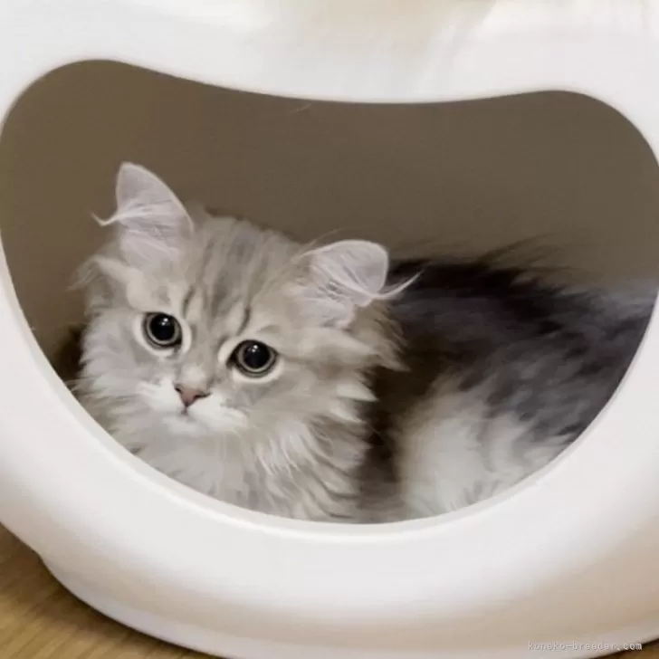 ID:2404-02086の子猫