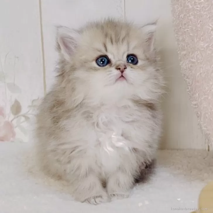ID:2411-00853の子猫