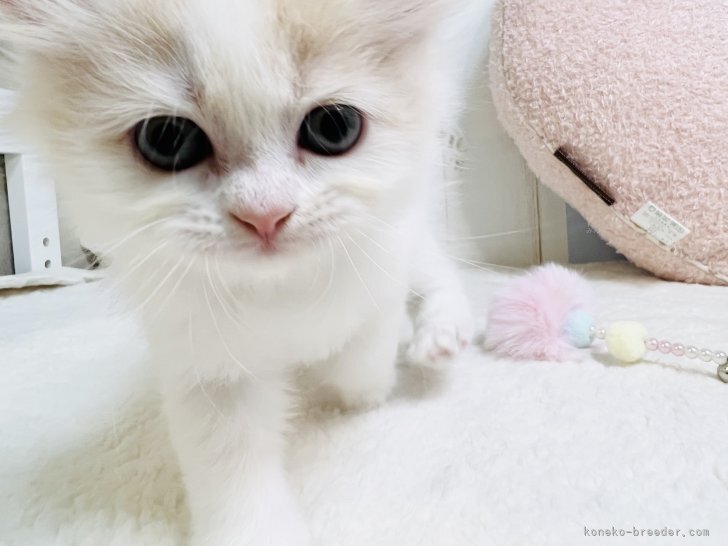 こむぎちゃん様専用 シャム猫 マンチカン 真っ白スコティッシュ