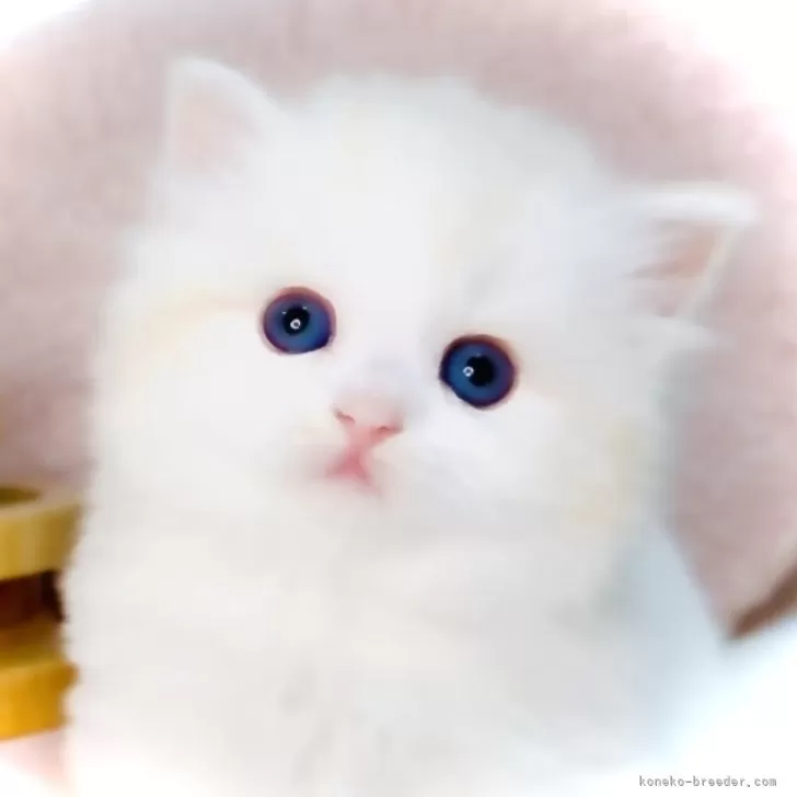 ID:2504-03213の子猫