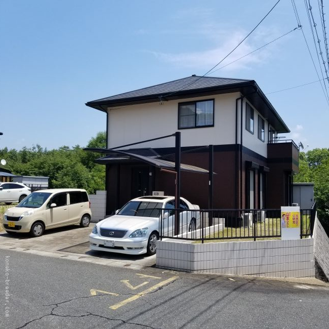 藤井　利勝(ふじい　としかつ)ブリーダー(岡山県・メインクーン・ICC登録)の紹介写真2