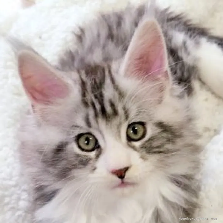YS 様のお迎えした子猫