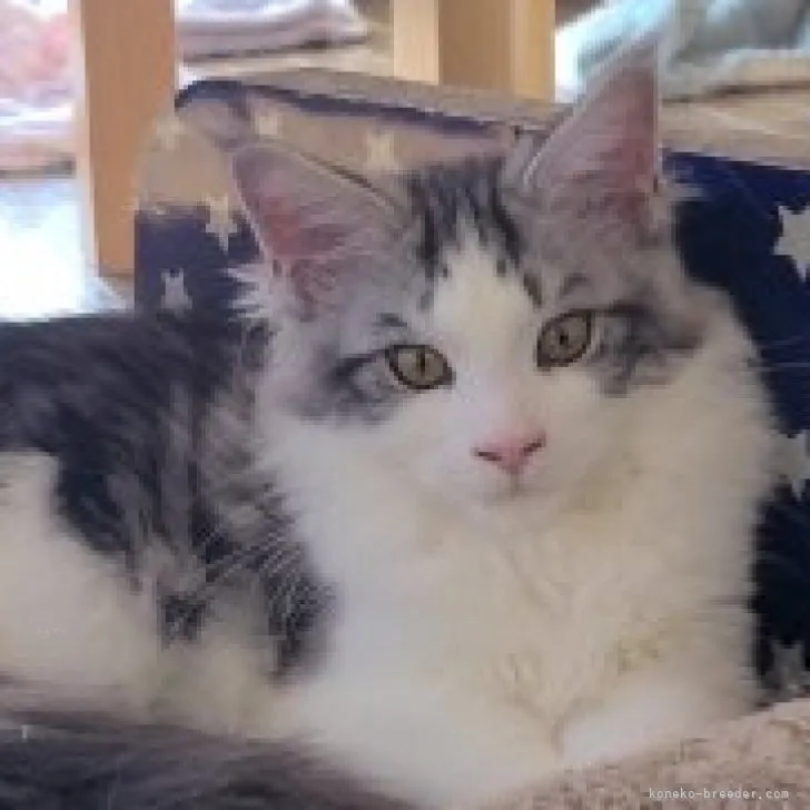 N.S 様のお迎えした子猫