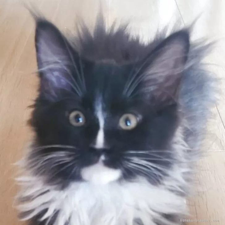 ID:2504-00501の子猫