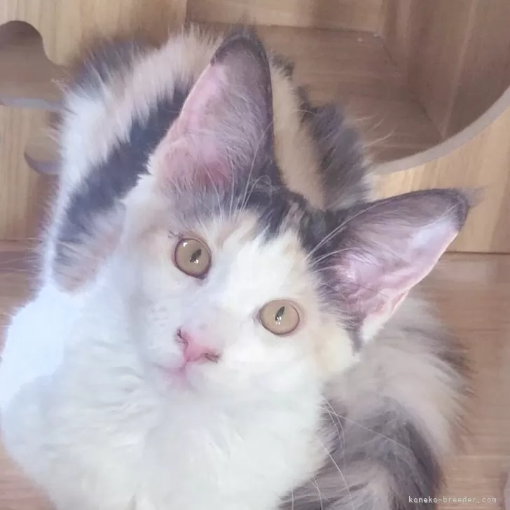 ID:2503-01685の子猫