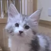 メインクーン