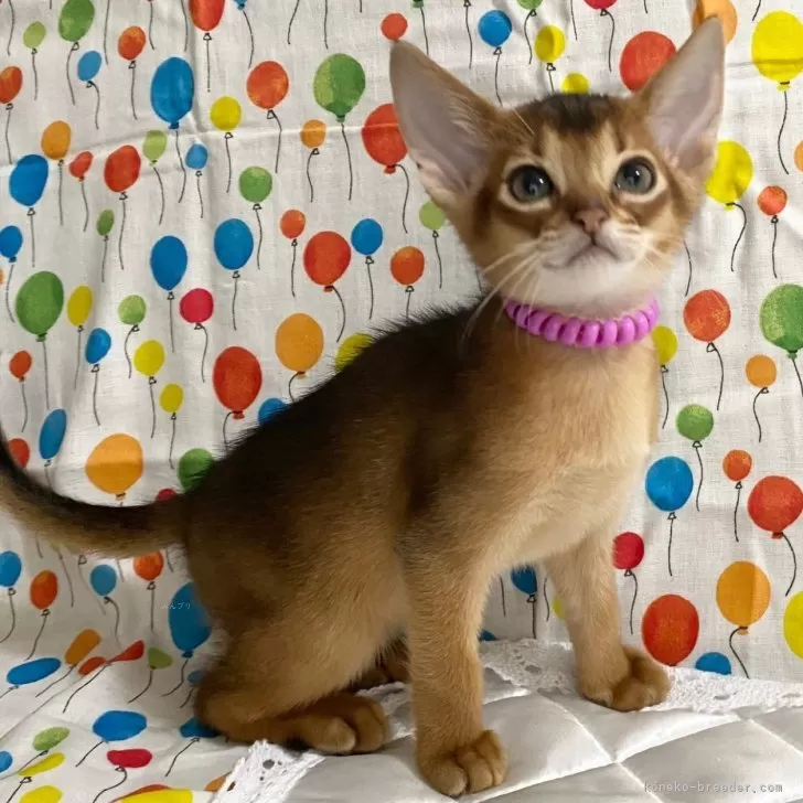 ID:2411-01091の子猫