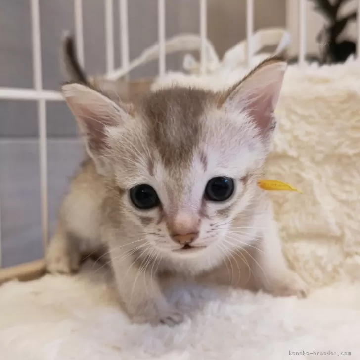 ID:2404-02263の子猫