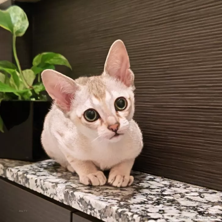 ID:2403-02885の子猫