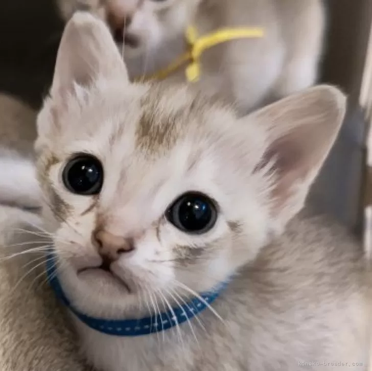 a 様のお迎えした子猫