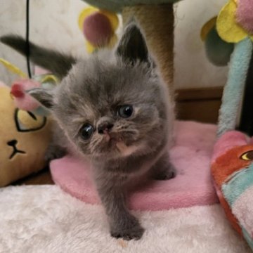 愛知県のエキゾチックショートヘアの子猫を探す｜ブリーダー直販の子猫