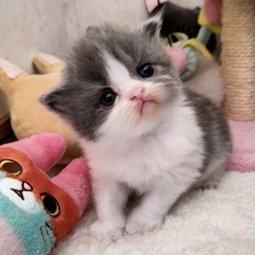 東京都の近隣のエキゾチックショートヘアの子猫を探す｜ブリーダー直販