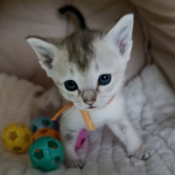 シンガプーラ【埼玉県・男の子・2024年3月14日・セピアアグーティ】の写真「世界最小猫種✨両親チャンピオン👑」