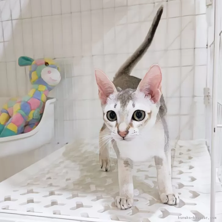 ID:2504-03176の子猫