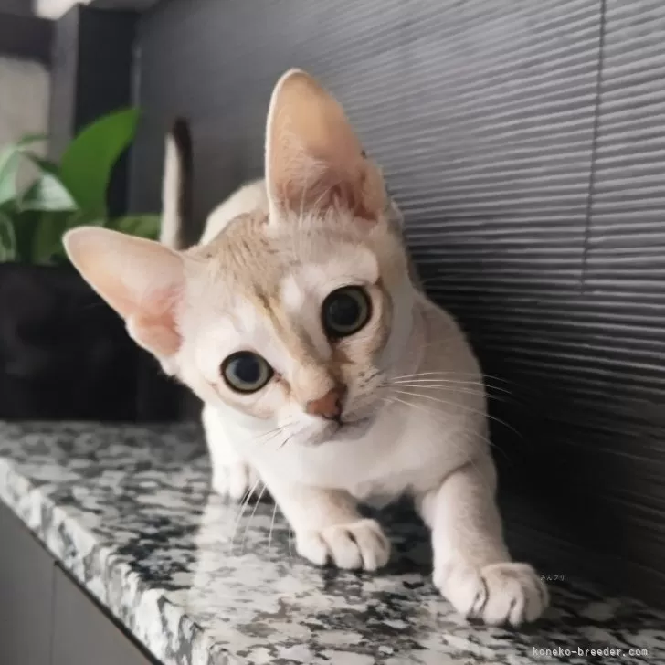 ID:2503-02680の子猫