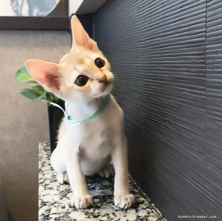 ID:2504-02355の子猫