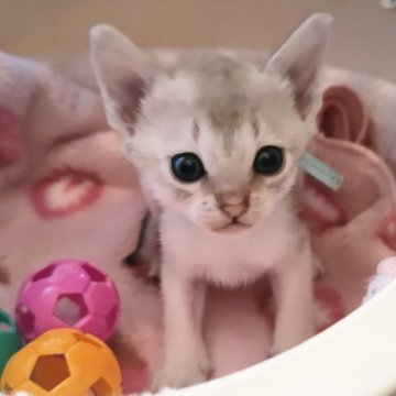 シンガプーラ【埼玉県・男の子・2025年3月17日・セピアアグーティ（短い）】の写真「希少な世界最小猫種✨父猫グランドチャンピオン👑」