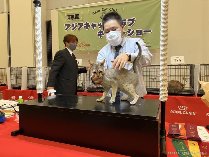 ☆父猫のライスくん☆シンガプーラ｜根崎　明宏(ねさき　あきひろ)ブリーダー(千葉県・ベンガルなど・TICA/DCC登録)の紹介写真5