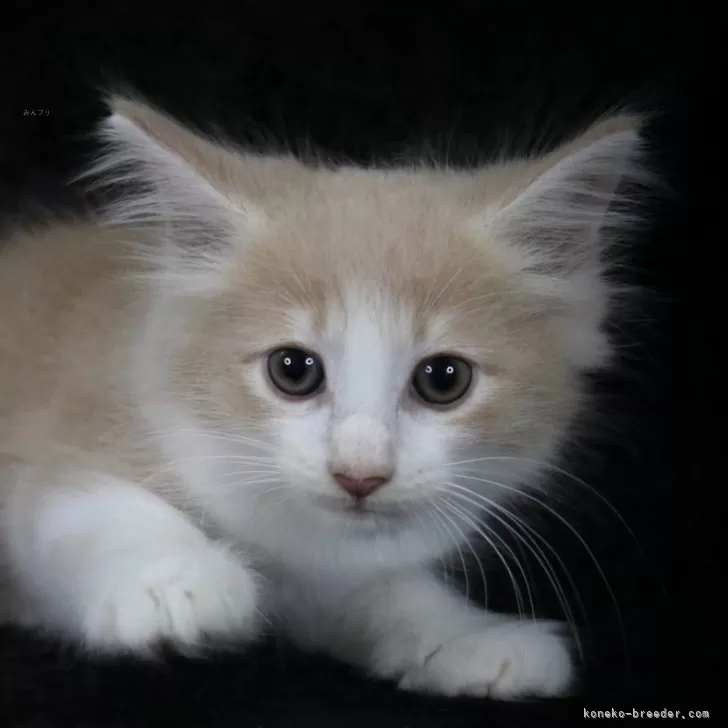 ID:2409-02063の子猫