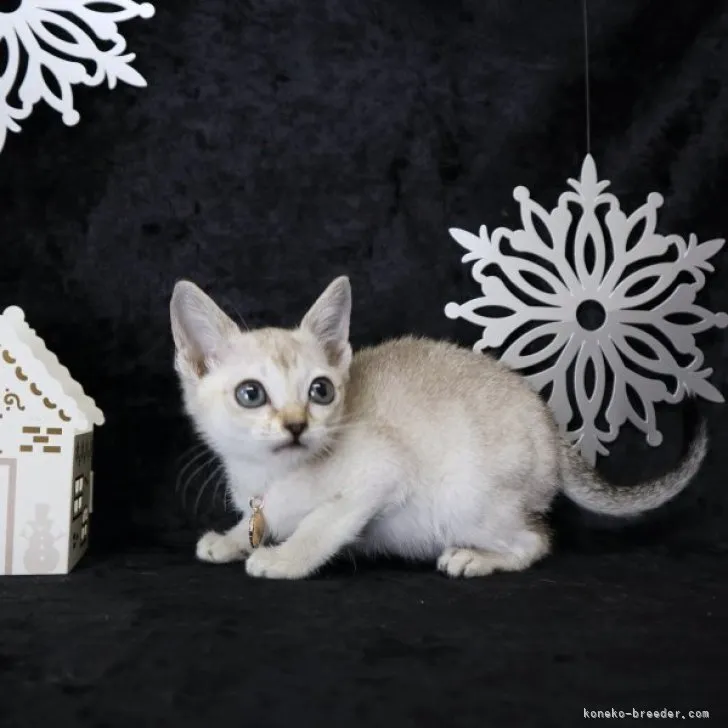 ワカナ 様のお迎えした子猫