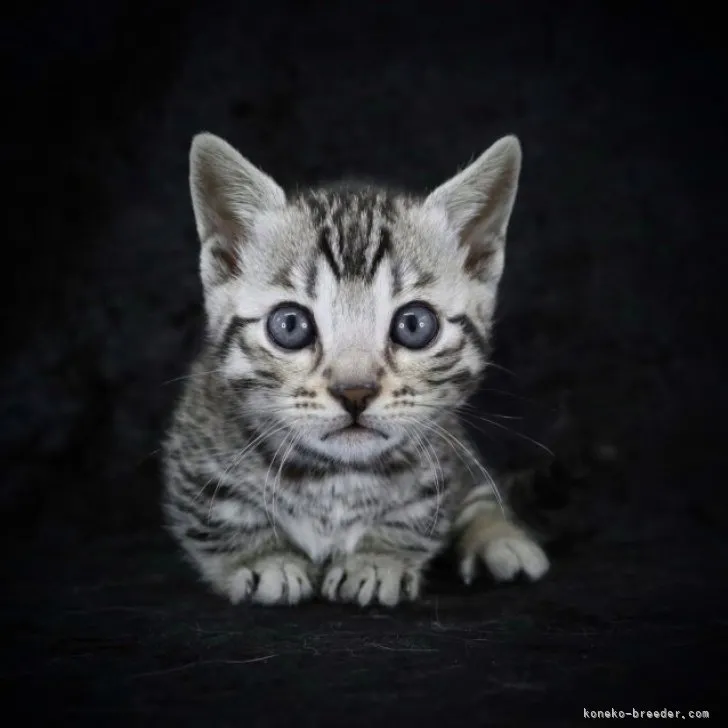 ID:2305-02263の子猫