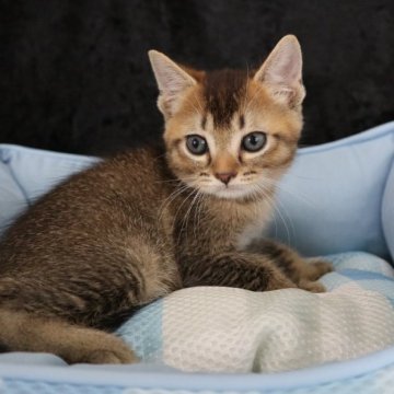 マンチカン(長足)【千葉県・男の子・2023年6月15日・ブラウンタビー】の写真「あざといイケメン男子！期間限定価格♪」