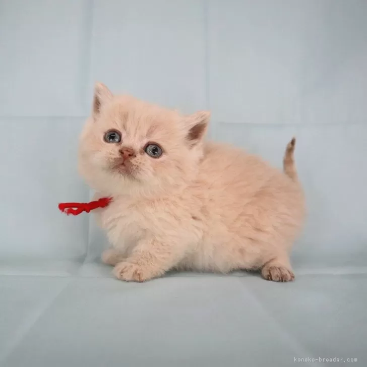 ID:2501-02356の子猫