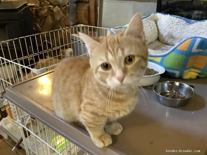 SZK 様のお迎えした子猫