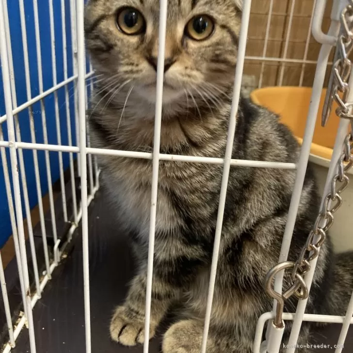 ID:2405-02791の子猫