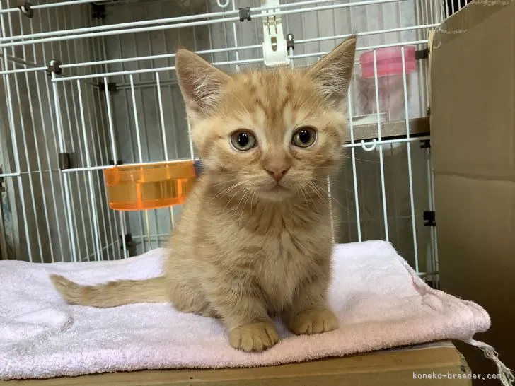 ID:2102-00592の子猫