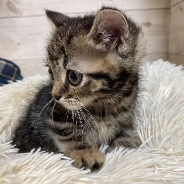 ID:2405-02793の子猫