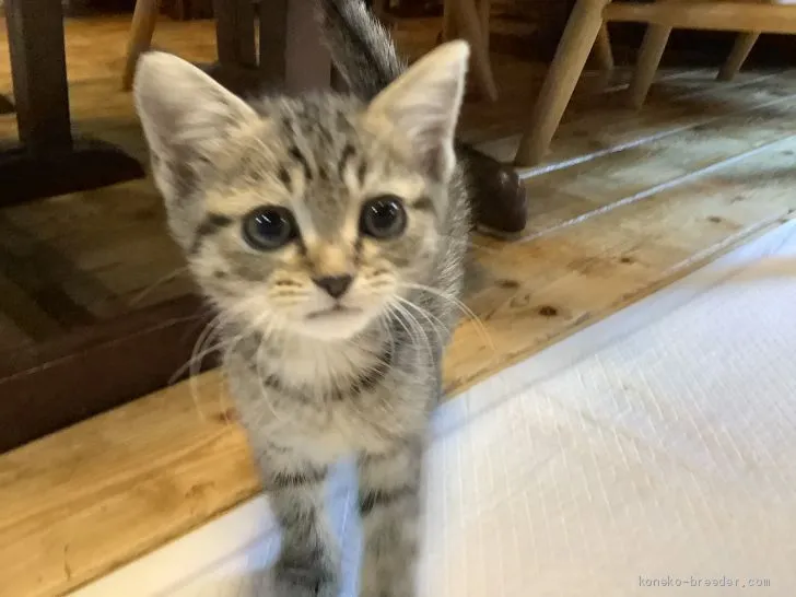 ID:2010-00643の子猫