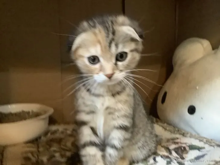 KEI NO1 様のお迎えした子猫