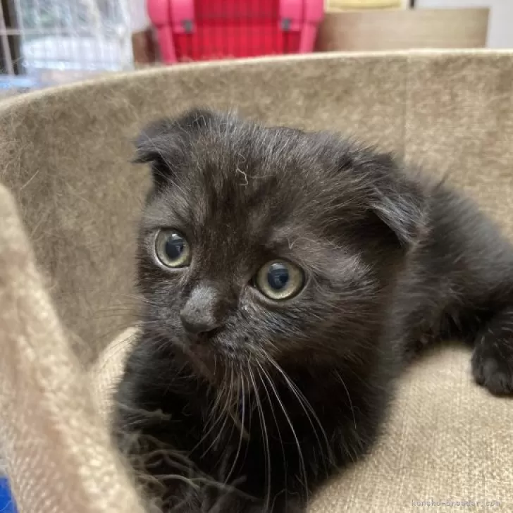 ID:2311-01297の子猫