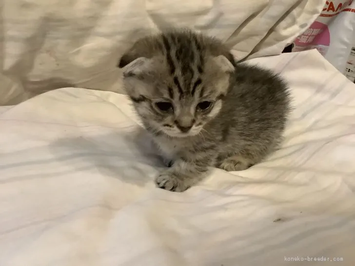 ID:2102-01239の子猫