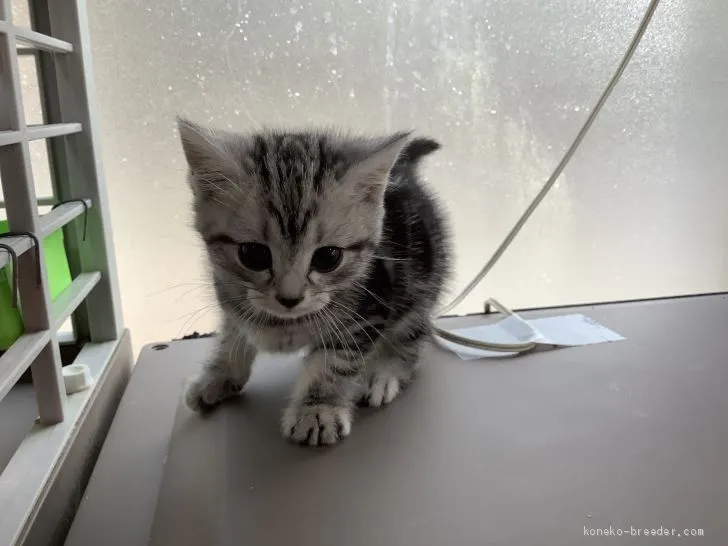 ID:1912-01428の子猫