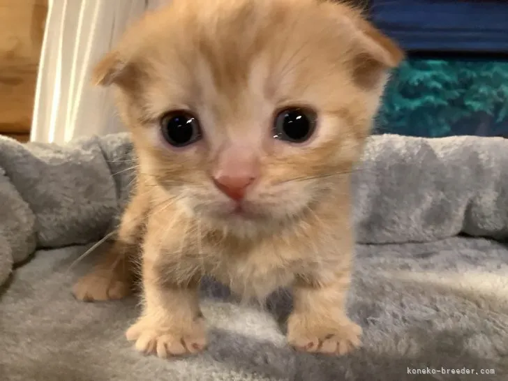 ID:2109-02643の子猫