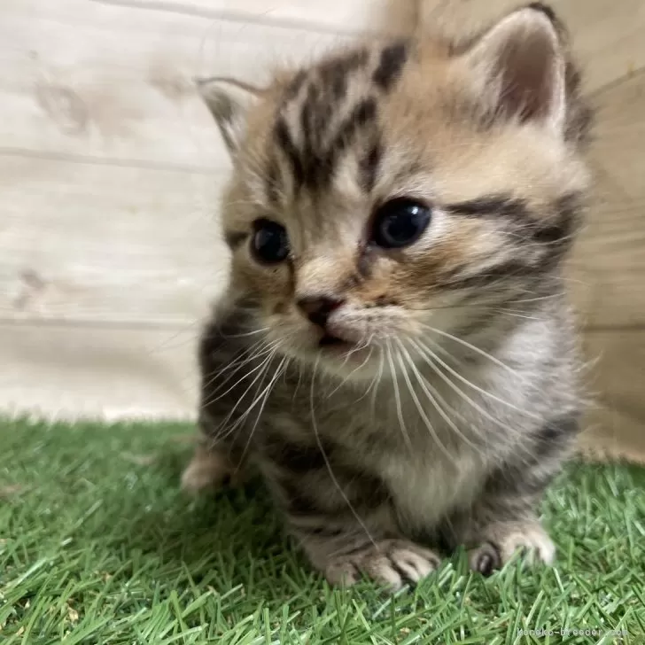 ID:2501-01193の子猫