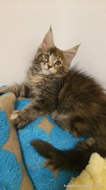 ID:1805-01871の子猫