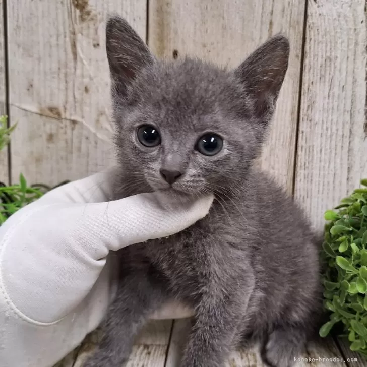 ヨシダ 様のお迎えした子猫